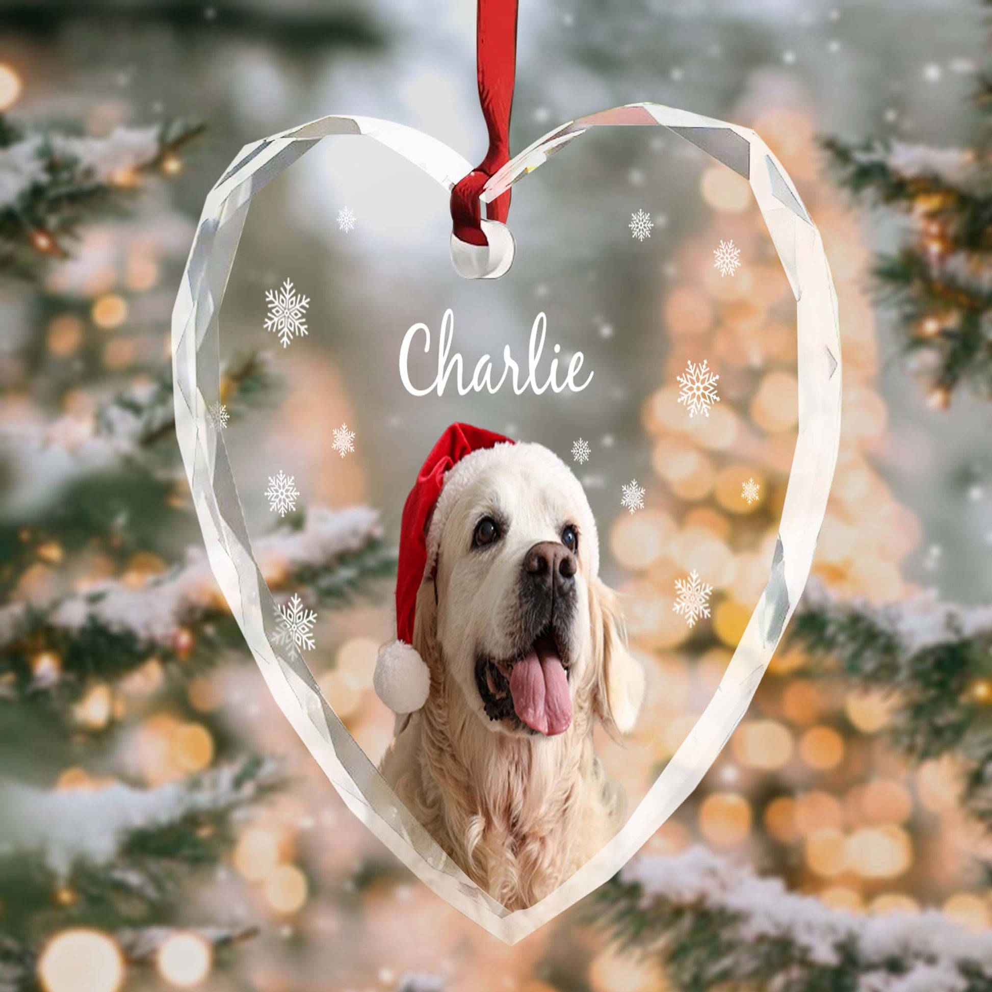 Capture Special Moments With Your Beloved Pet