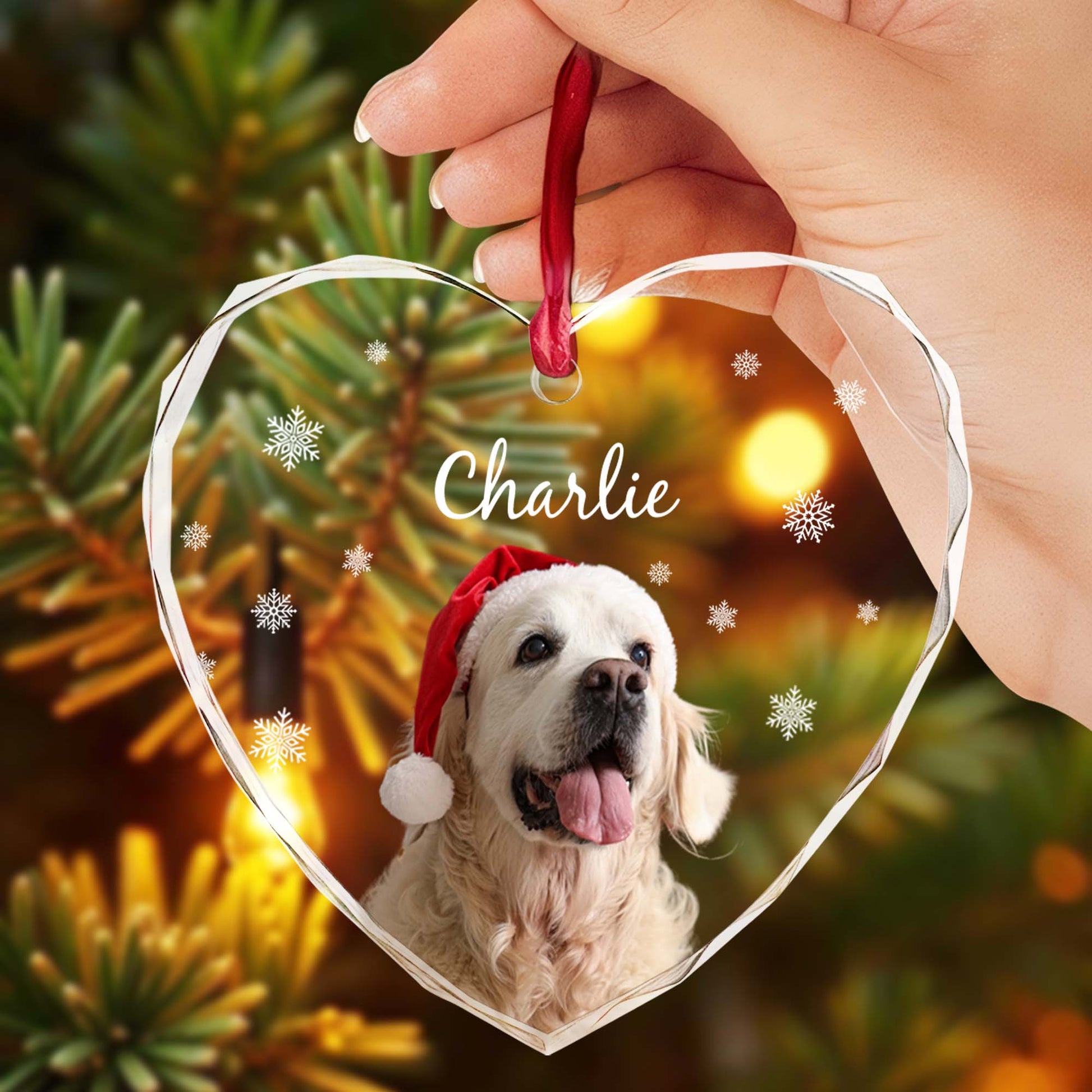 Capture Special Moments With Your Beloved Pet