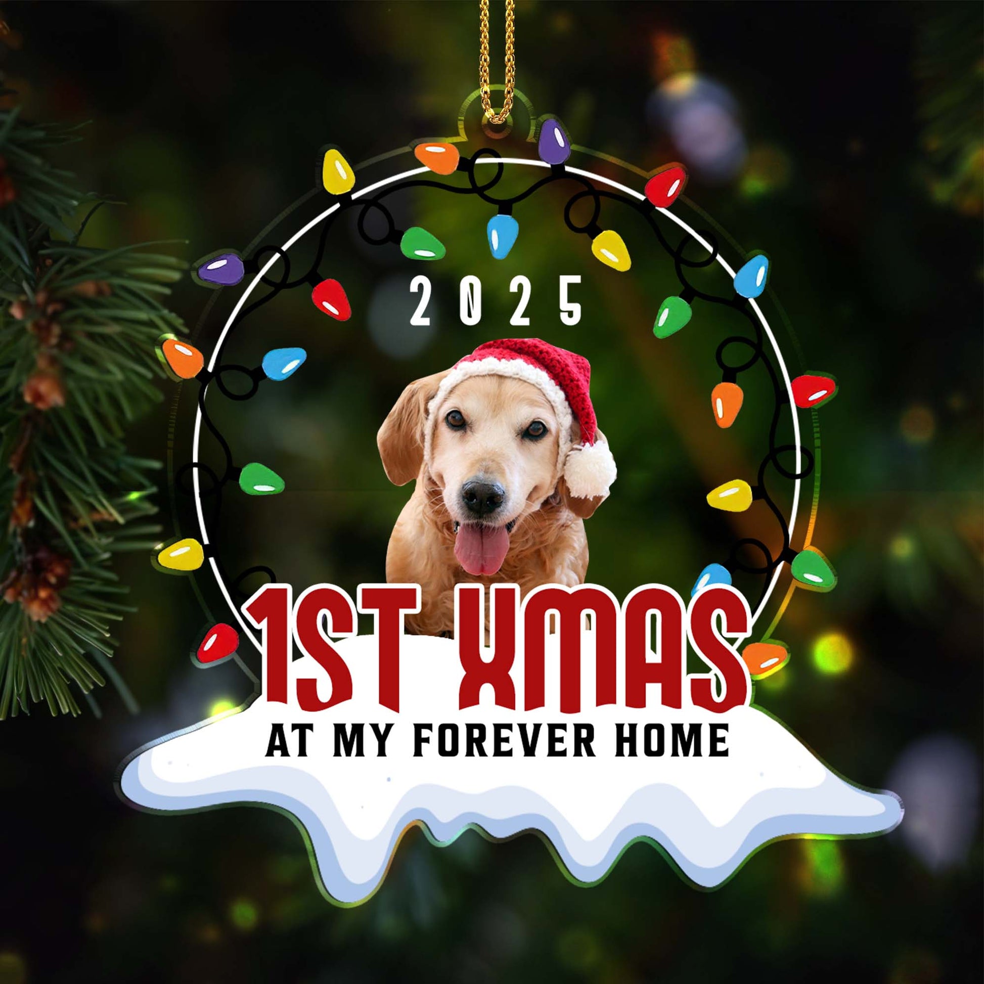 1st Xmas At My Forever Home, Christmas Lights And Dog
