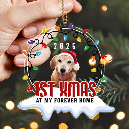 1st Xmas At My Forever Home, Christmas Lights And Dog