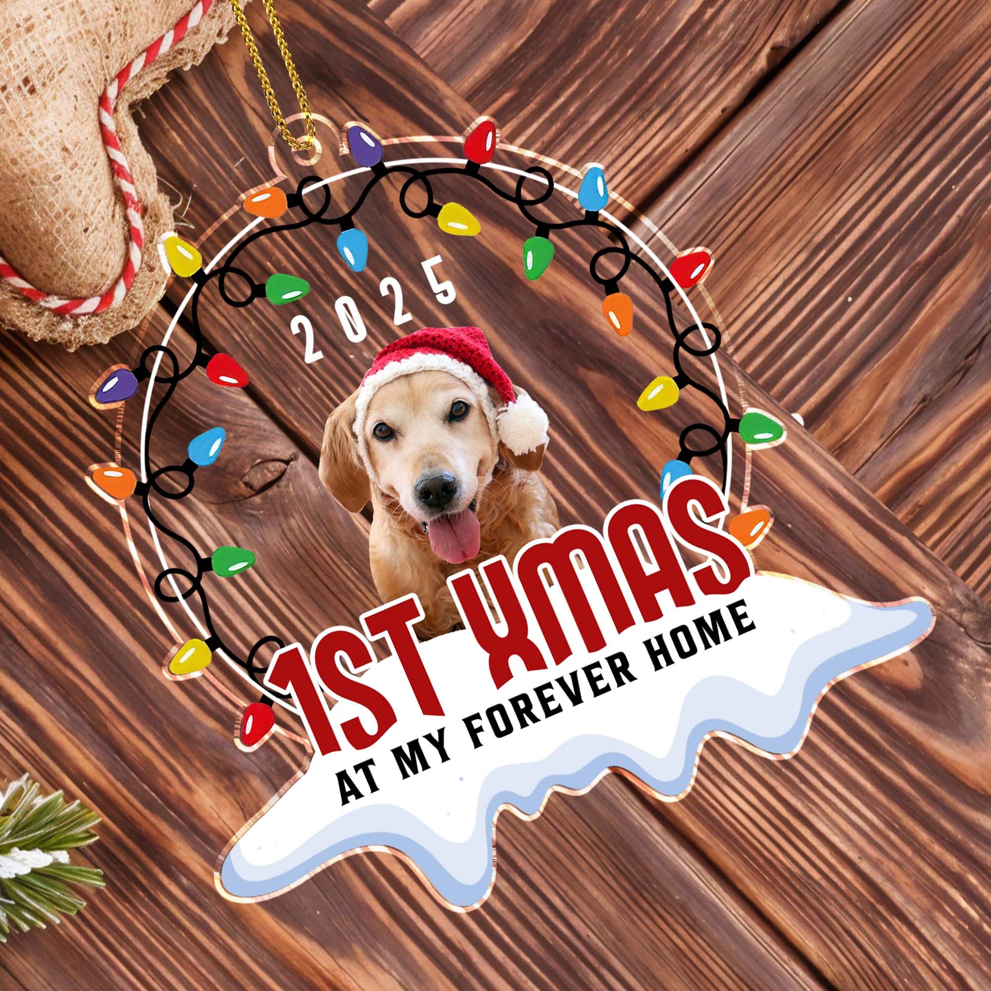 1st Xmas At My Forever Home, Christmas Lights And Dog