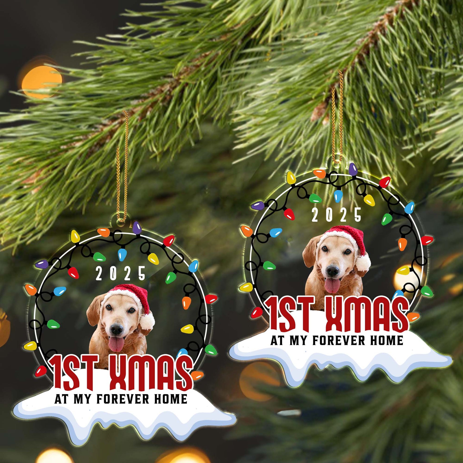 1st Xmas At My Forever Home, Christmas Lights And Dog