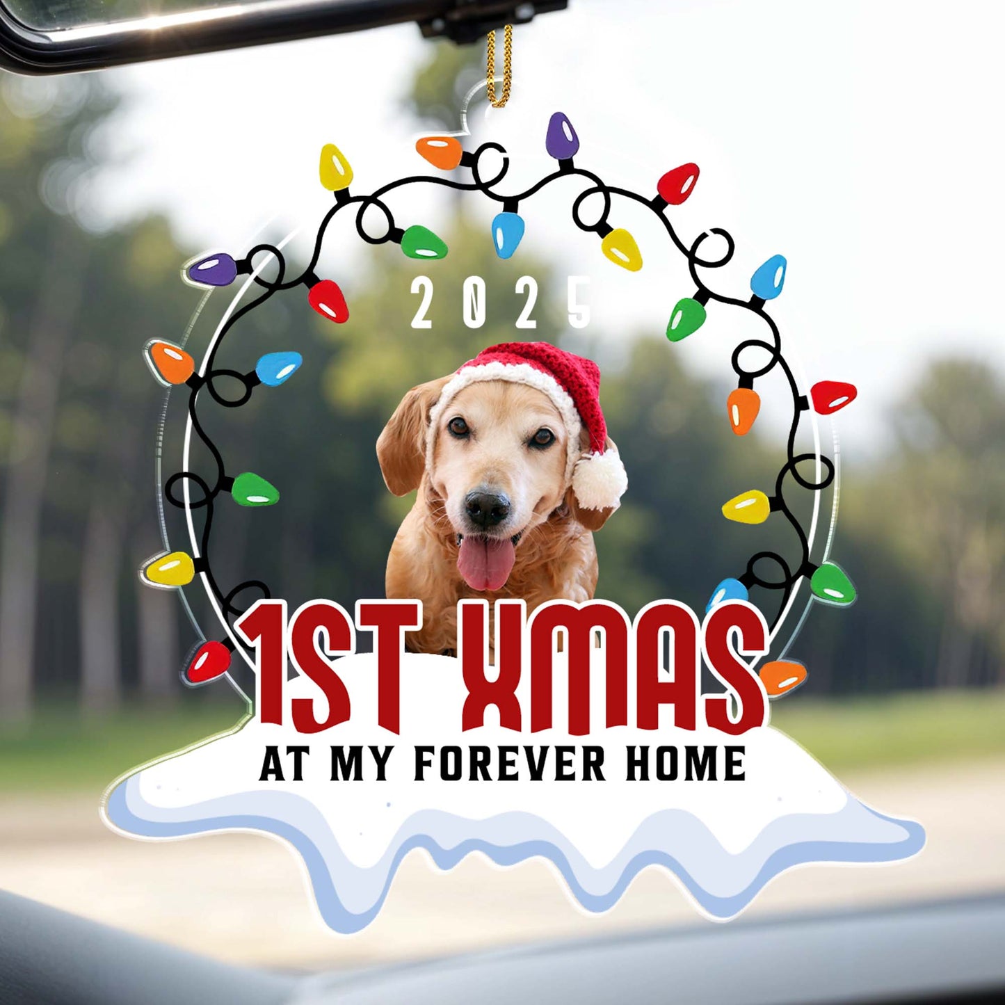 1st Xmas At My Forever Home, Christmas Lights And Dog