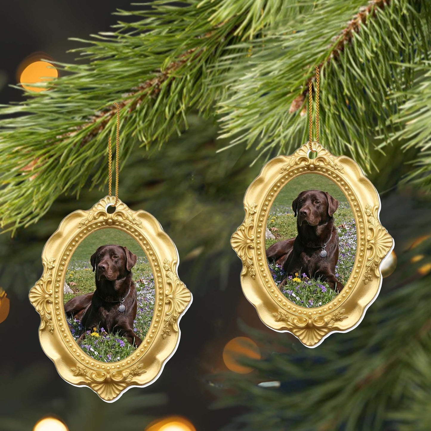 Cherished Moments With My Beloved Dog