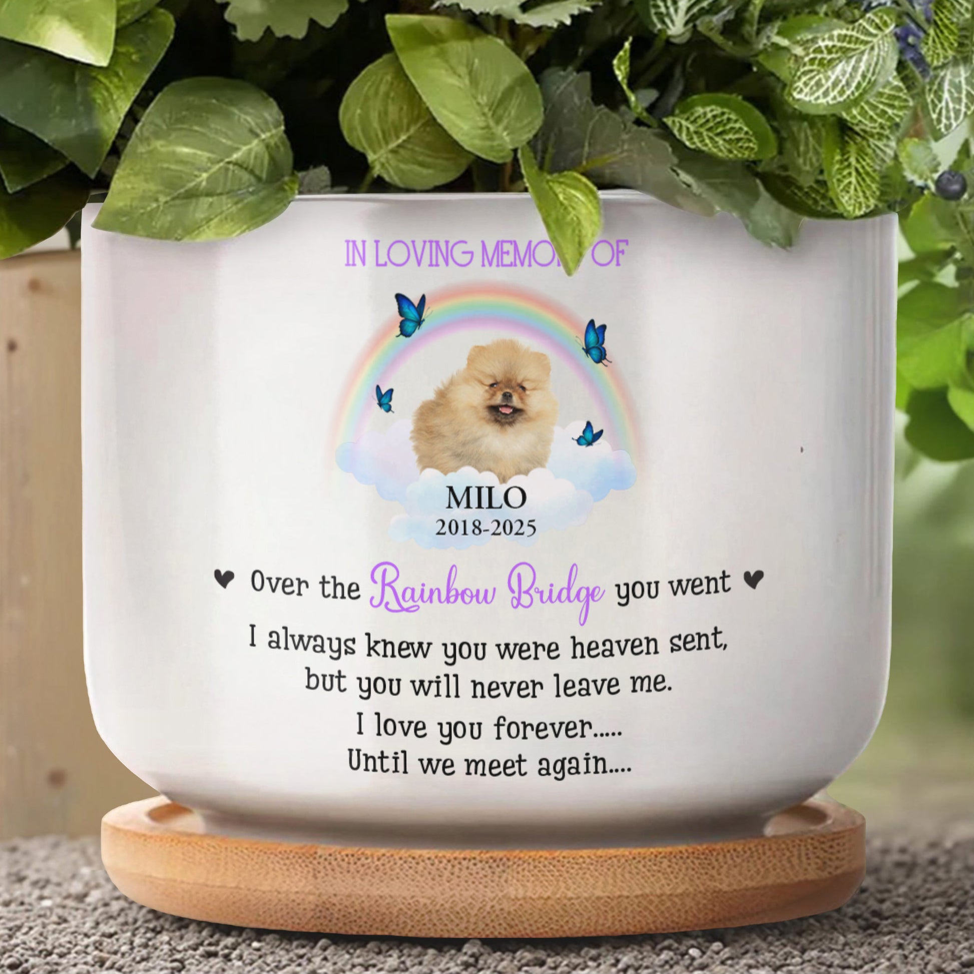 In Loving Memory Of Milo, Over The Rainbow Bridge, Rainbow And Butterflies