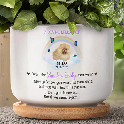 In Loving Memory Of Milo, Over The Rainbow Bridge, Rainbow And Butterflies